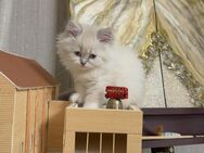 3 Mischlingkatzen zu verkaufen - Lebach