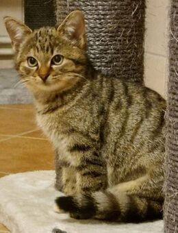 Jasmin, niedliche Jungkatze - Heinsdorfergrund