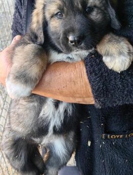 DomDom sucht sein Für-Immer-Zuhause - Schlitz