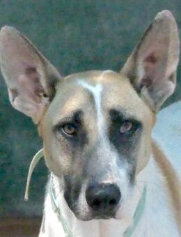 Solo 2 -mag Menschen- - Oldenburg