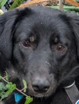 MARIA-zauberhafte Jung-Hündin,43 cm - Rösrath