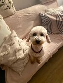 Traumhund Lui sucht sein Für-Immer-Zuhause in 60528