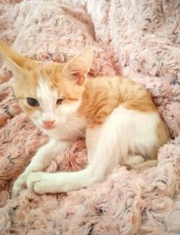 🩵Tigger🩵 sucht liebevolles Zuhause 🐾 - Freilassing