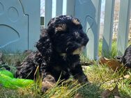 Cockapoo/cockerpoo - Fintel