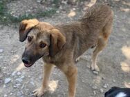 Sensible Joni (ca. 1 Jahr) sucht Familie - Berlin