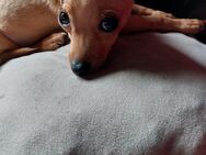 Zwergpinscher - Chihuahua - Welpen RÜDEN / WEIBCHEN - Langscheid
