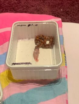 Männlich kornnatter - Bochum