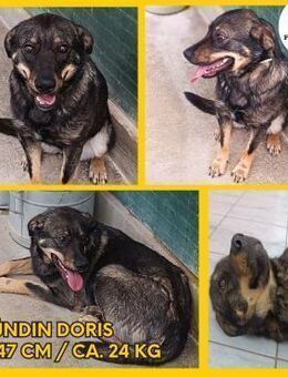 Doris Schäferhund Mischling Hündin jung - Margetshöchheim