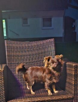 Chihuahua Rüde sucht - Salzgitter