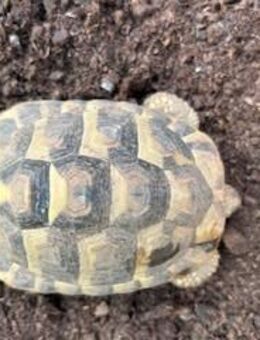 Griechische Schildis aus Hobbyzucht abzugeben - Eltville (Rhein)