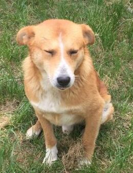 Verschmuster Rüde Rock will endlich anko - Rambin