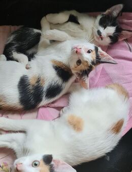EKH...Knuddelkatzen suchen Dich/Euch - Uebigau-Wahrenbrück