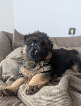 Deutsche Schäferhunde Langstockhaar - Gundelfingen (Donau)