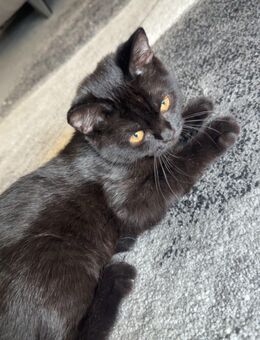 SÜẞE schwarze Perserkater zum abgeben ( 4 Monate alt) - Dorsten