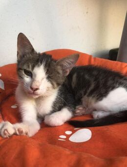 Sanfte Arwen mit kleinem Handicap - Margetshöchheim