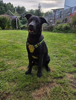Balou sucht ein liebevolles zu Hause - Eisenberg (Thüringen)