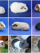 Meerschweinchen Weibchen Böcke Kastrate in 27638