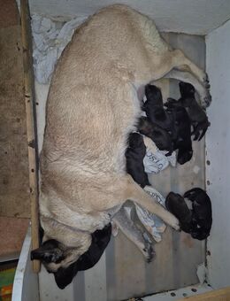Osteuropäisch belgische schäferhundwelpen - Pyrbaum