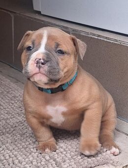 Old English Bulldog mit Ahnentafel Rüde - Fambach