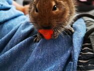 Dringend !! 2 Degu Männchen suchen neues zu Hause - Dormagen