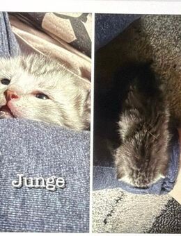 Katzen kitten zu verkaufen - Eislingen (Fils) Zentrum