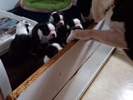 Bostonterrier Welpen m. VDH-Papieren - Neunkirchen-Seelscheid