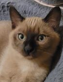 Tonkanese- kitten in 56579