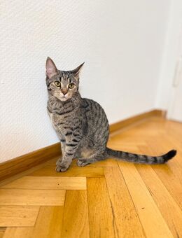 Katze Maine Coon Mix - Ostfildern