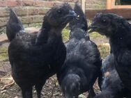 Ayam Cemani - Haselünne