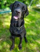 Hübscher Labrador Deckrüde in 59329