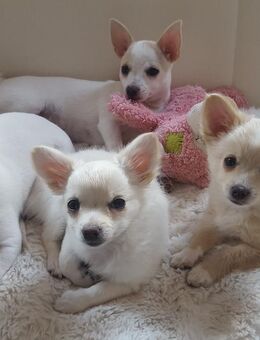 Chihuhahua Pomchi Welpen - Gumperda