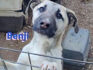 Benji, 07/23- sportlicher Junghund - Heppenheim (Bergstraße)