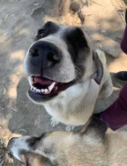 Spaßbonbon Kadriya - Beckingen