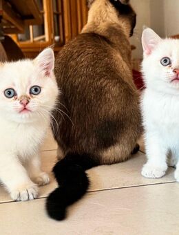 BKH Katzenbabys - Herzogenrath