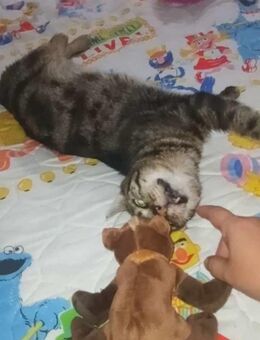 FiV+ Kater Tiger aus dem Tierschutz - Grevenbroich