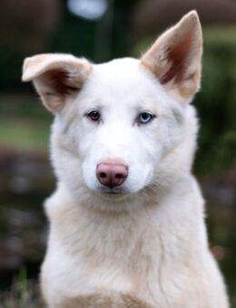 Bescheidene NURIKA sucht eine Familie - Bad Bevensen