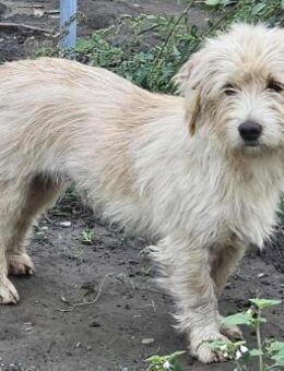 kleiner Wuschelkopf ODINO sucht Zuhause - München