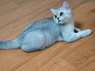 Wunderschöner BKH Kater 16wochen sucht liebes volles Zuhause - Oldenburg
