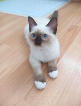 Süße ragdollkitten - Bad Bergzabern