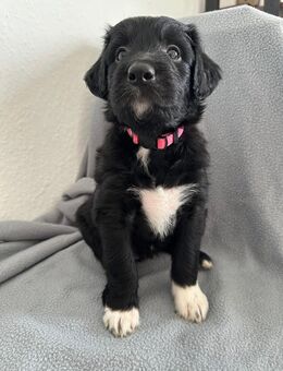 Welpen mit Köpfchen & Charme?! Border Collie x Labradoodle - Wolfenbüttel