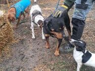 Delgado-VA, Rottweiler mit großem Herz - Neustadt (Rübenberge)