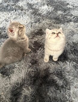 3BkH kitten Bremen - Bremen