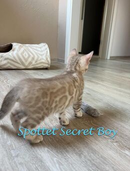 Snow Mink Bengal Kater besonder schön mit XXL Rosetten - Bad Oeynhausen