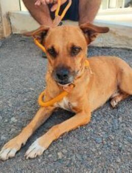 Charmeur sucht eine Familie - Lenningen