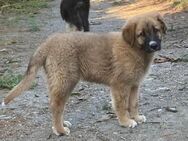 Kleiner Tyrion sucht großes Herz - Grevenbroich