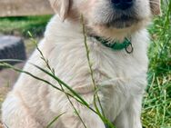 Golden Retriever Welpen - Rahden
