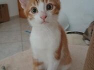 Kleiner freundlicher Kater Fussilli - Bad Camberg