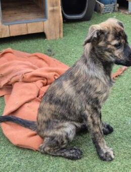NILSON - Welpenjunge sucht Zuhause 💖 - Neudenau
