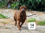 Old Englisch bulldogge - Gräfenberg