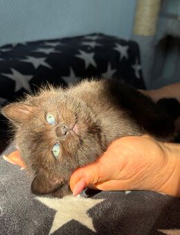 bkh kitten blue lillac golden shell - Gelsenkirchen